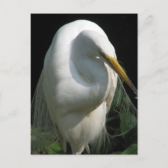 White Heron Vykort (Framsida)