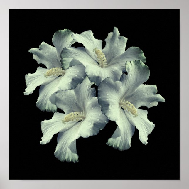 White Hibiscus Flowers Bouquet Poster (Framsidan)