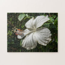 White Hibiscus | Fredlig natur