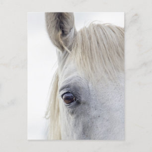 White Horse Ansikte Close Photo Vykort