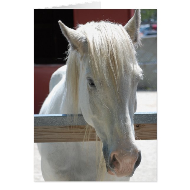 White Horse Beauty Hälsningskort (Framsidan)