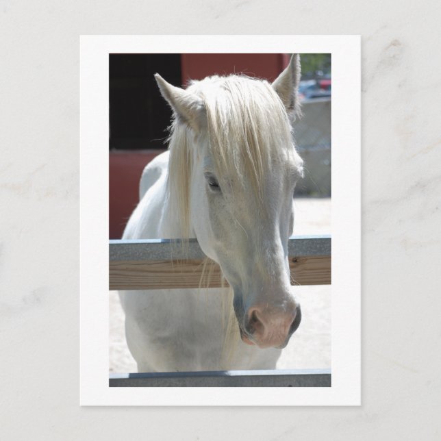 White Horse Beauty Vykort (Framsida)