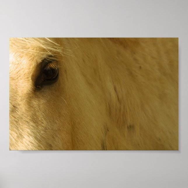 White Horse Closeup Poster (Framsidan)