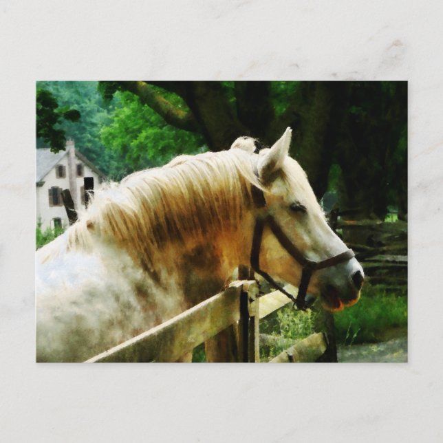 White Horse Closeup Vykort (Framsida)