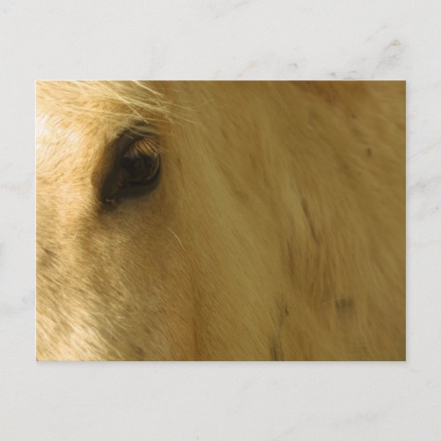 White Horse Closeup Vykort (Framsida)