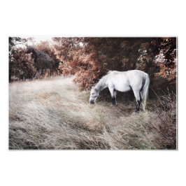 White Horse Fototryck
