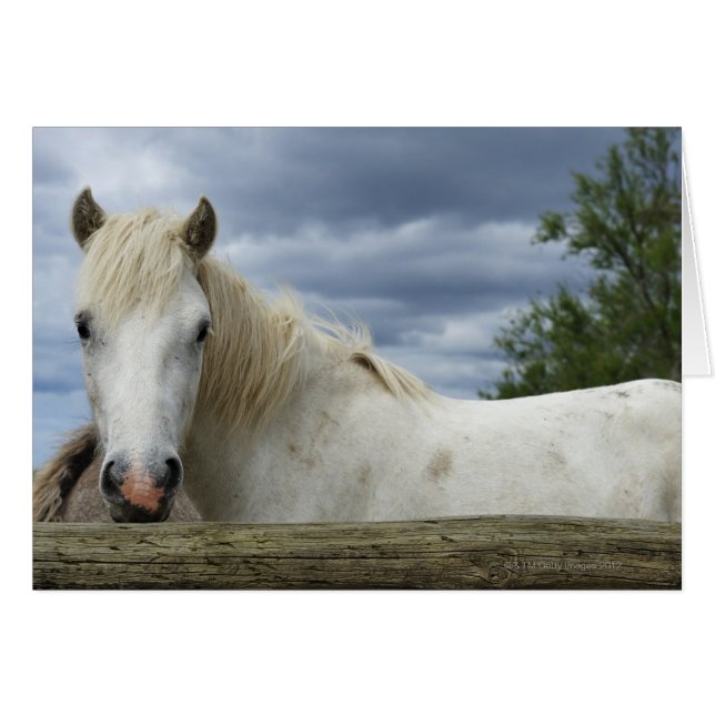 White Horse | Frankrike Hälsningskort (Framsidan Horizontal)