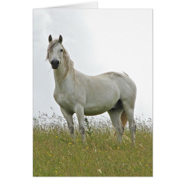White Horse Hälsningskort (Framsidan)