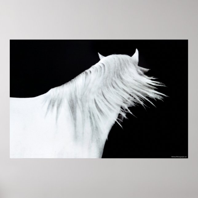 White Horse Head Poster (Framsidan)