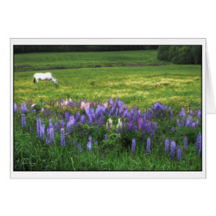 White Horse i Lupine Fält Hälsningskort