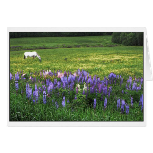White Horse i Lupine Fält Hälsningskort (Framsidan Horizontal)