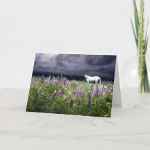 White Horse in a Lupine Storm