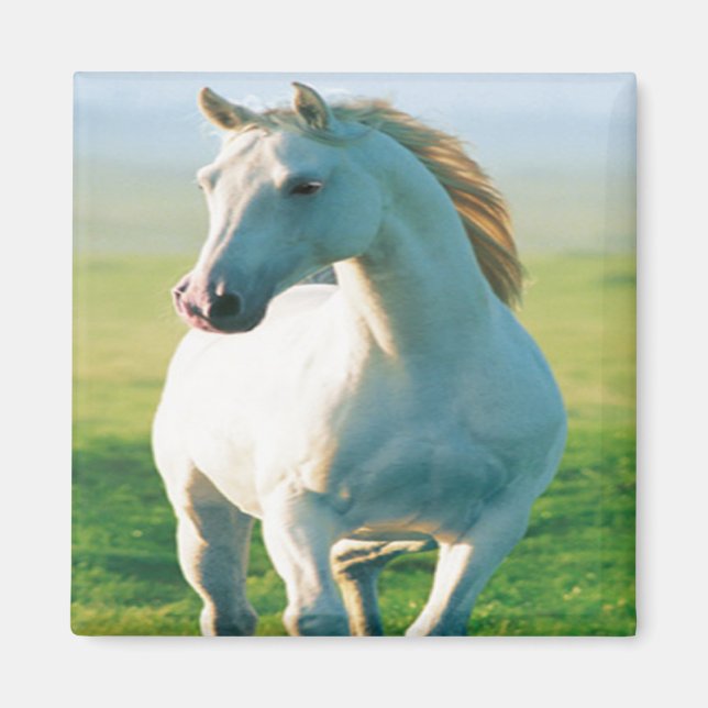 White Horse Magnet (Framsidan)