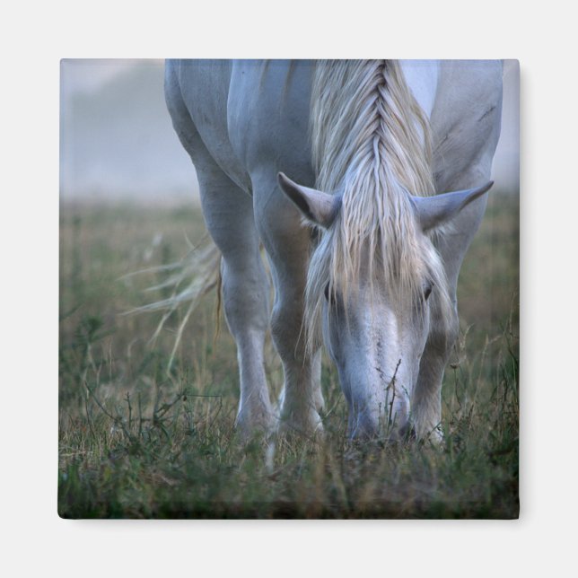 White Horse Magnet (Framsidan)