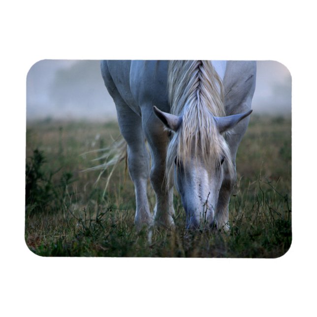 White Horse Magnet (Horisontell)