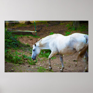 White Horse Photo Poster