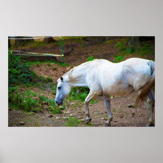 White Horse Photo Poster (Framsidan)