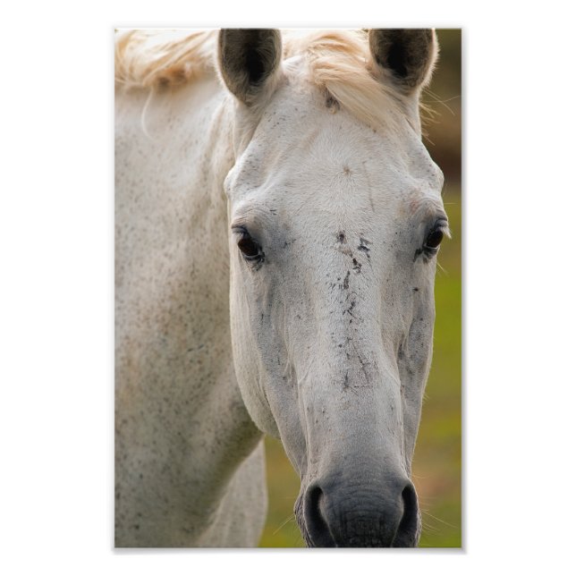 White Horse Porträtt Fototryck (Framsidan)