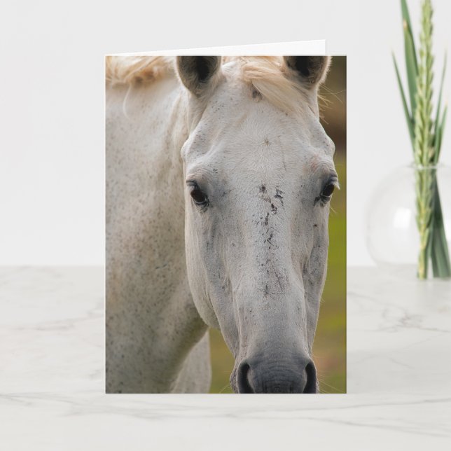 White Horse Porträtt Kort (Framsida)