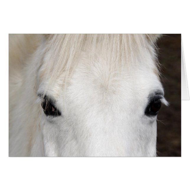 White Horse Porträtt OBS Kort (Framsidan Horizontal)