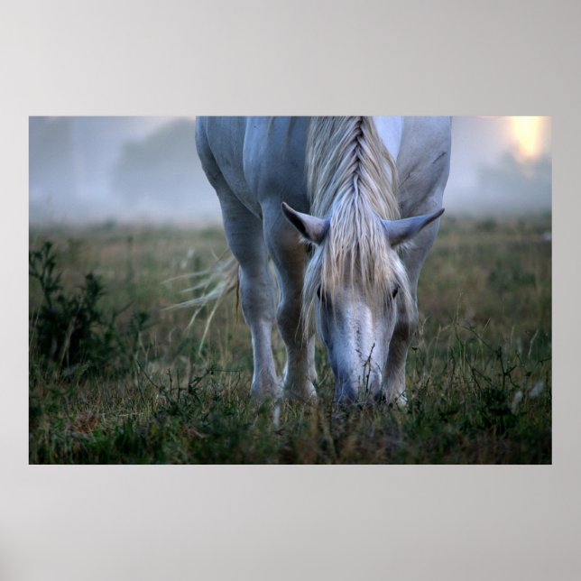 White Horse Poster (Framsidan)