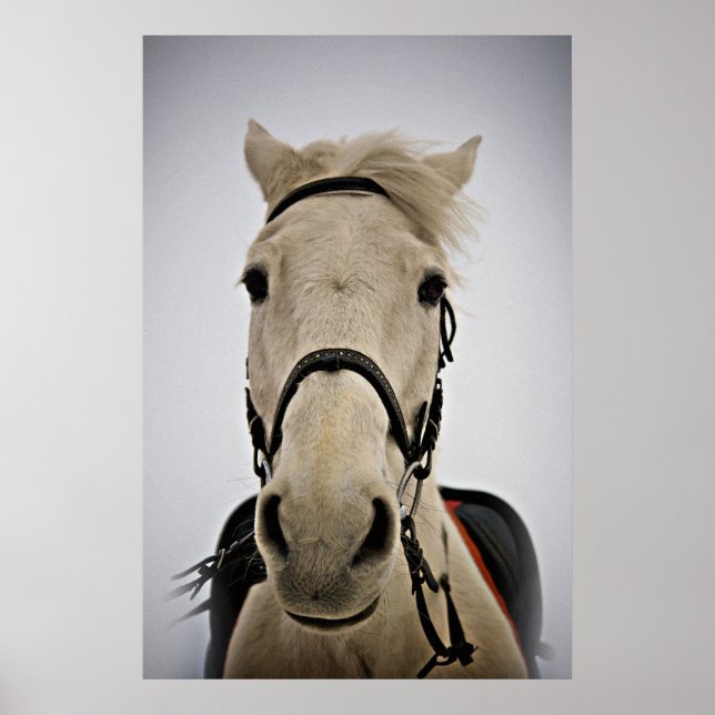 White Horse Poster (Framsidan)