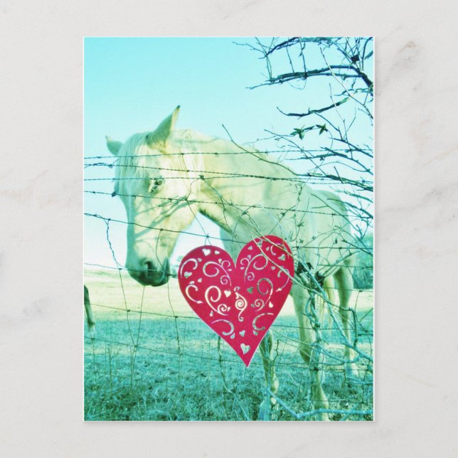 White Horse Red Heart Valentine Helg Vykort (Framsida)
