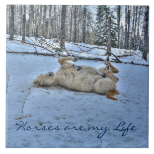 White Horse Rolling in Winter Snö Kakelplatta