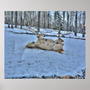 White Horse Rolling in Winter Snö Photo Poster