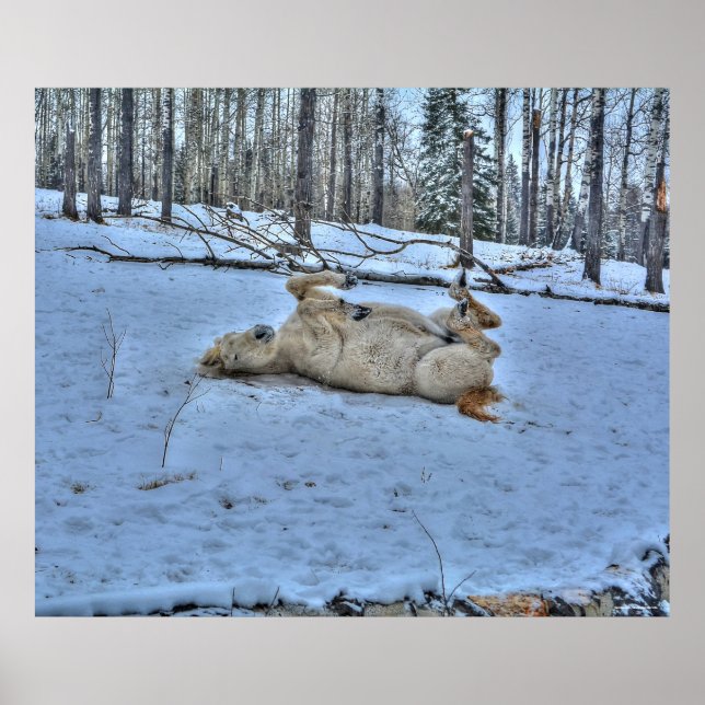 White Horse Rolling in Winter Snö Photo Poster (Framsidan)