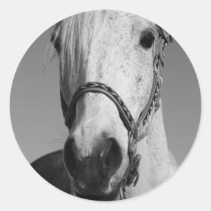 White Horse Sticker Runt Klistermärke