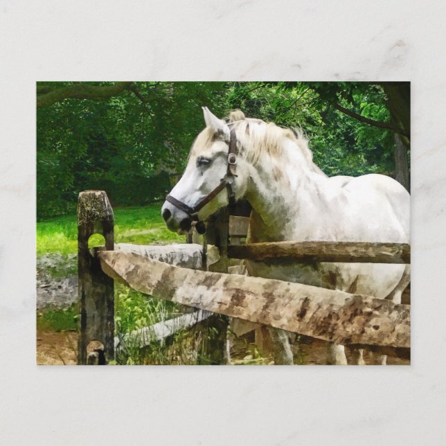 White Horse Tittar Away Vykort (Framsida)