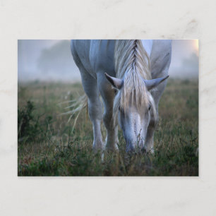 White Horse Vykort