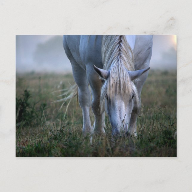 White Horse Vykort (Framsida)