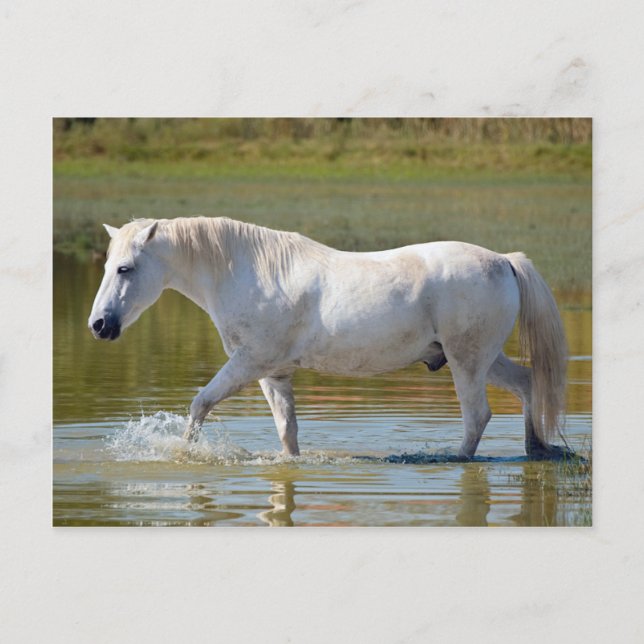 WHITE HORSE VYKORT (Framsida)