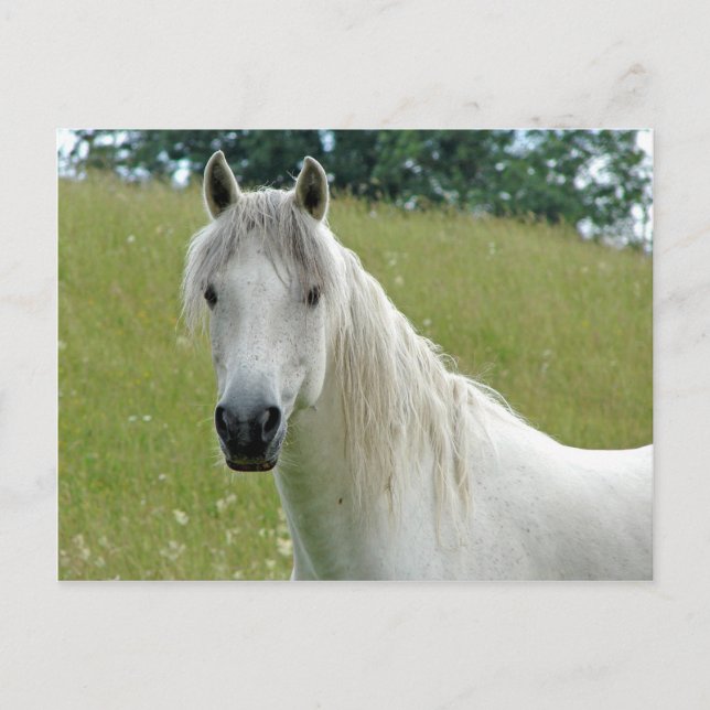 White Horse Vykort (Framsida)