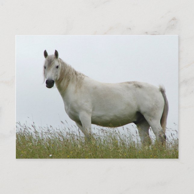White Horse Vykort (Framsida)