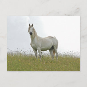 White Horse Vykort