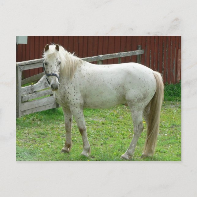 White Horse Vykort (Framsida)