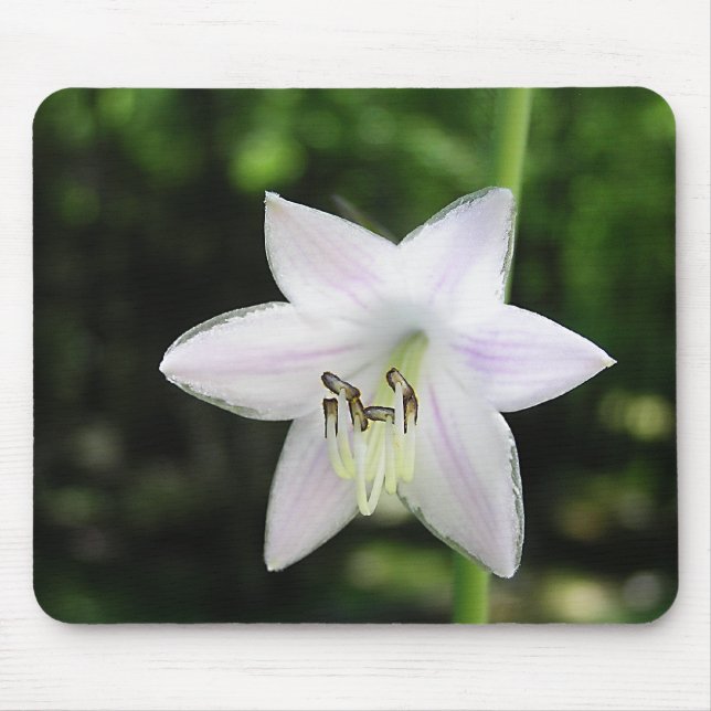White Hosta Flower Musmatta (Framsidan)