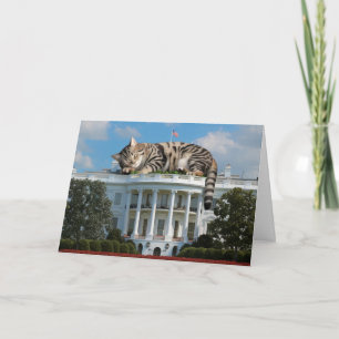 White House Giant Tabby Kort