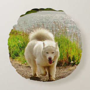 White Husky Blue ögon: Rund Kudde