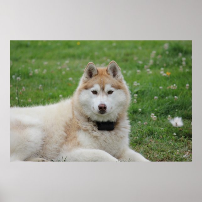 White Husky Hund - vackert foto Poster (Framsidan)