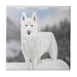 White Husky Kakelplatta<br><div class="desc">Den här fina keramiska plattan har min design av en vit himmel med blått ögon mot en vinterbakgrund. En underbar gåva perfekt för ett Husky älskare och ett färgstarkt tillskott till ett kaffe bord.</div>