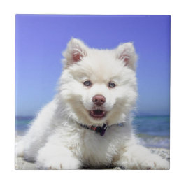 White Husky Puppy med Blue Öga Kakelplatta