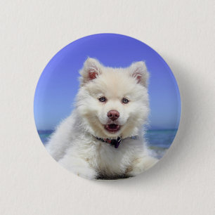 White Husky Puppy med Blue Öga Knapp