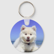 White Husky Puppy med Blue Öga