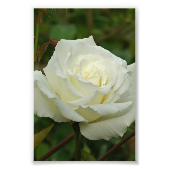 White Hybrid Tea "Mrs. Herbert Stevens' Ro Fototryck (Framsidan)