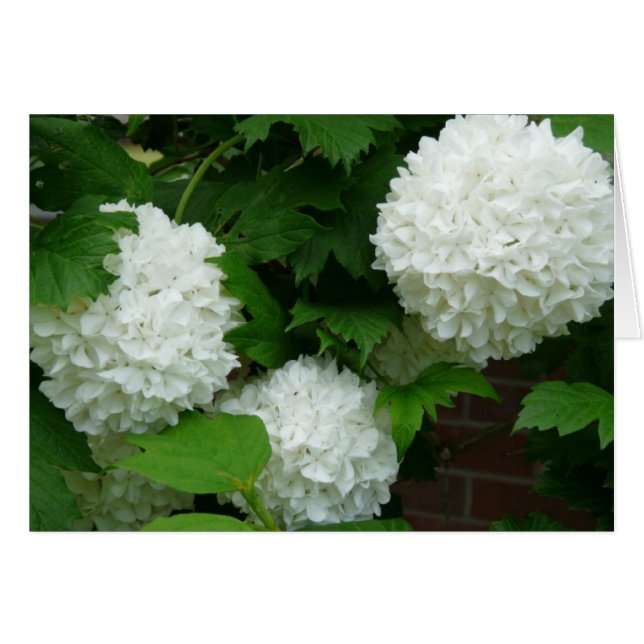 White Hydrangea Annabelle Blommar Plant Blommigt Hälsningskort (Framsidan Horizontal)
