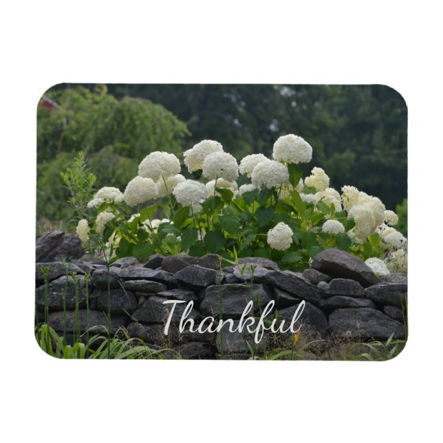 White Hydrangea Gratitude Magnet (Horisontell)